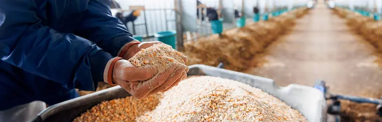 چگونه بهترین خوراک برای دام و طیور را انتخاب کنیم؟