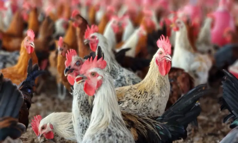 انواع افزودنی خوراک طیور چیست و چرا استفاده از آن مهم است؟