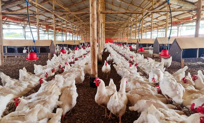 تامین دان آغازین مرغ گوشتی با بازرگانی محمدیان
