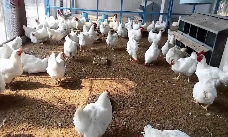 ترکیبات دان آغازین مرغ گوشتی در پرورش + نکات مهم