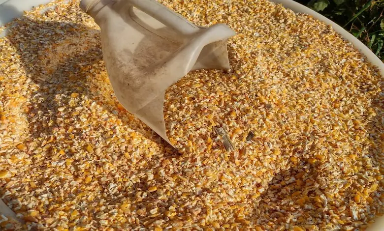 فواید ذرت و جو در جیره دام و طیور