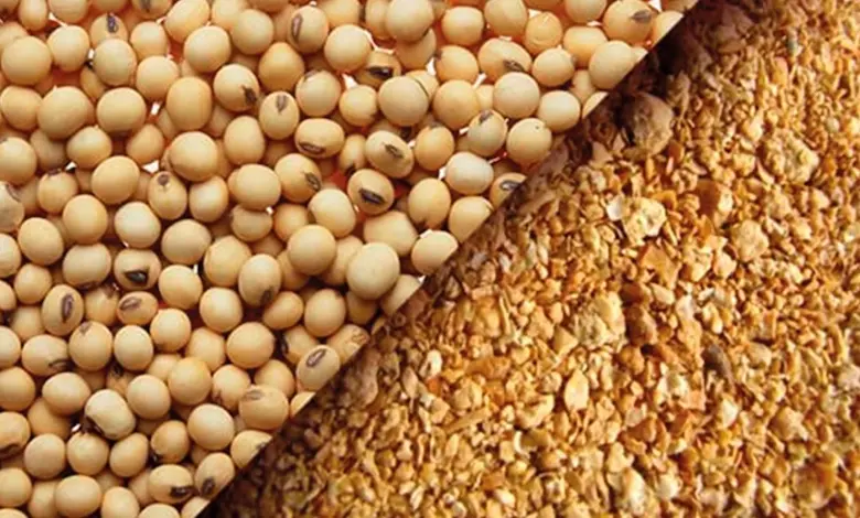 کنجاله سویا را از کجا تهیه کنیم؟ راهنمای تامین نهاده برای دامداران