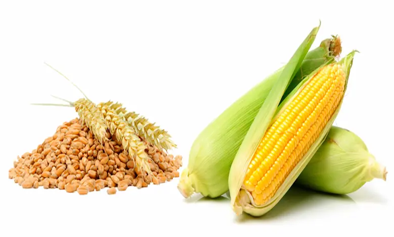 ذرت بهتر است یا گندم برای مرغ؟ (مقایسه کامل + جدول)