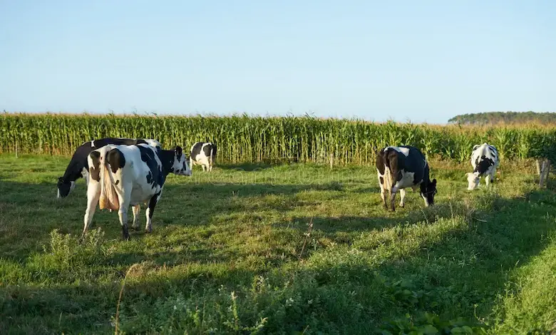 خواص ذرت برای دام چیست