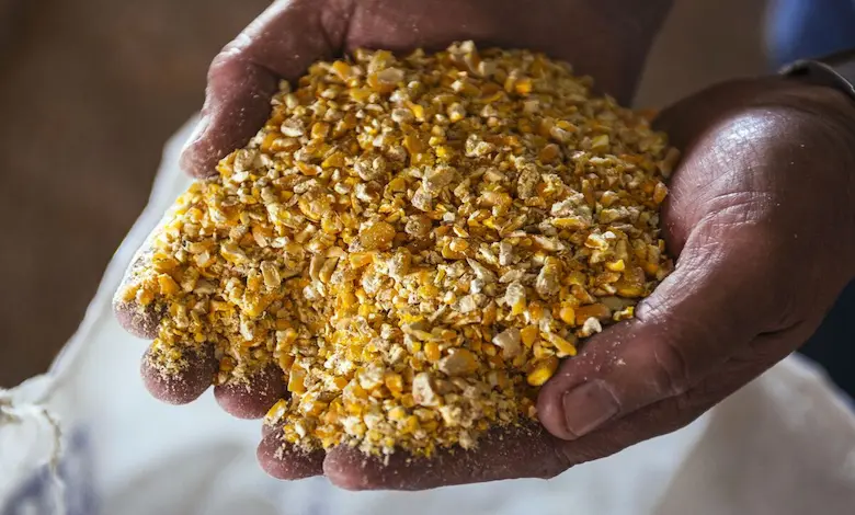 بهترین نوع ذرت برای دام چیست