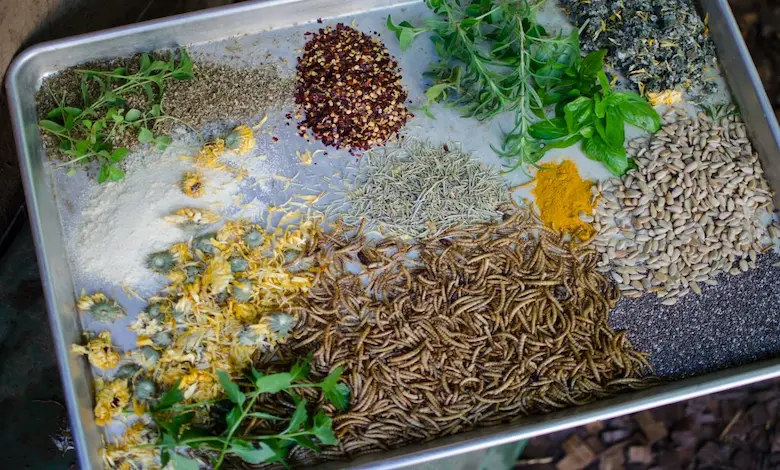 تاثیر افزودنی گیاهی در جیره طیور (از هضم آسان تا درمان بیماری)