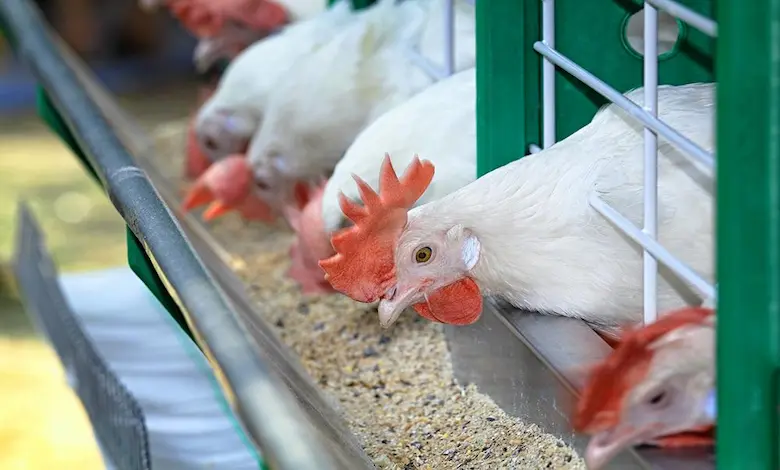 انواع خوراک دام و طیور مخصوص اردک و بوقلمون و غاز