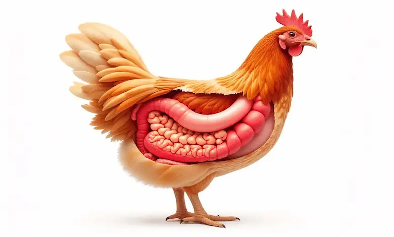 تعادل میکروبی دستگاه گوارش طیور (بررسی تخصصی)