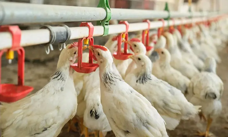 تقویت سیستم ایمنی با اسانس های گیاهی در تغذیه طیور