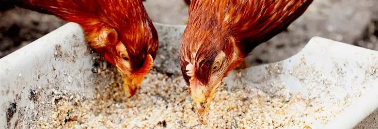 انواع سموم حرارتی در منابع پروتئینی در جیره طیور