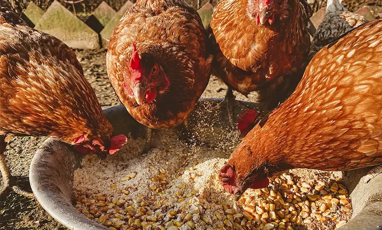 بهترین نوع ذرت برای مرغ تخمگذار کدام است؟