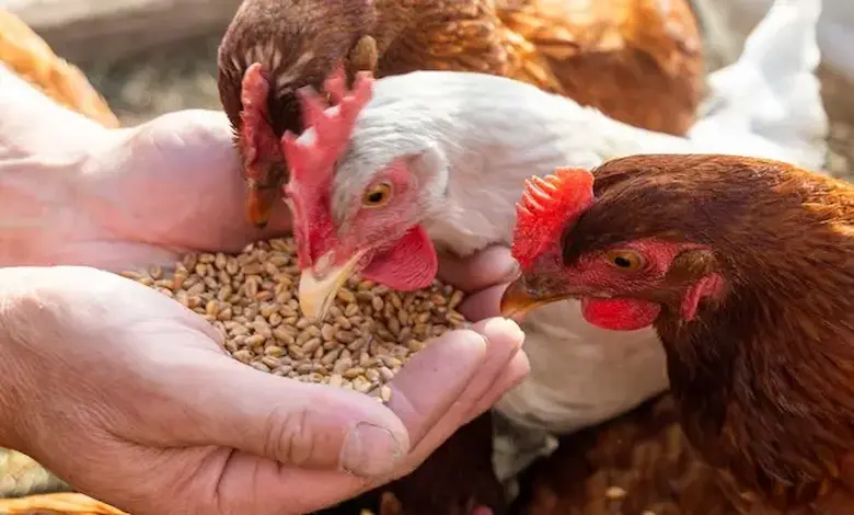  سیستم ایمنی و مقاومت سیستمیک روده طیور