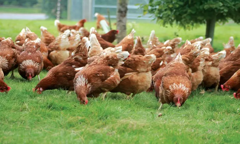خواص محافظت کبدی انواع کولین گیاهی