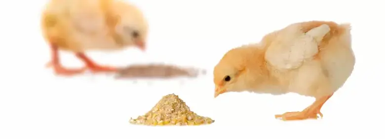مزایای افزودن پودر خون در جیره جوجه گوشتی